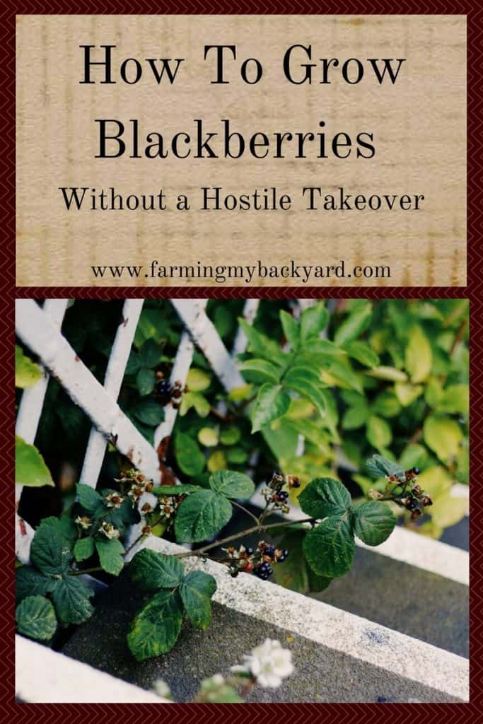 How To Grow Blackberries Without a Hostile Takeover
