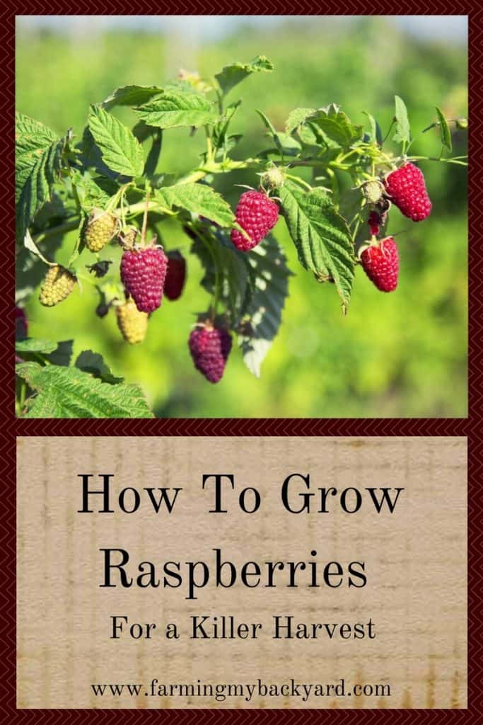 How To Grow Raspberries For a Killer Harvest