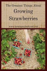 The Greatest Things About Growing Strawberries
