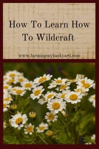 How To Learn How To Wildcraft