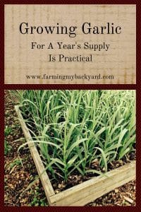 Growing Garlic For A Year's Supply is Practical