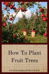 How To Plant Fruit Trees