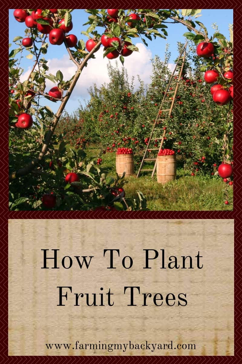 How To Plant Fruit Trees Farming My Backyard