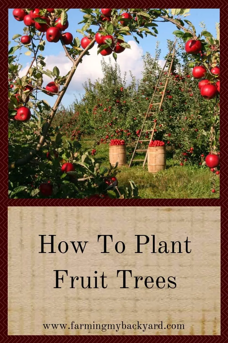 Posso replantar minhas árvores frutíferas