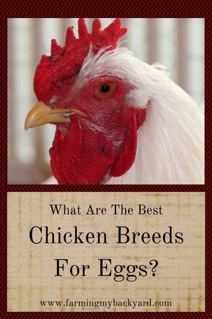 What Are The Best Chicken Breeds For Eggs? - Farming My ...