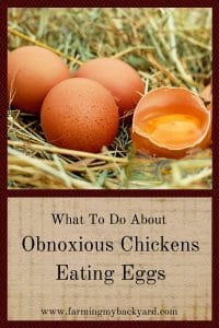 What To Do About Obnoxious Chickens Eating Eggs