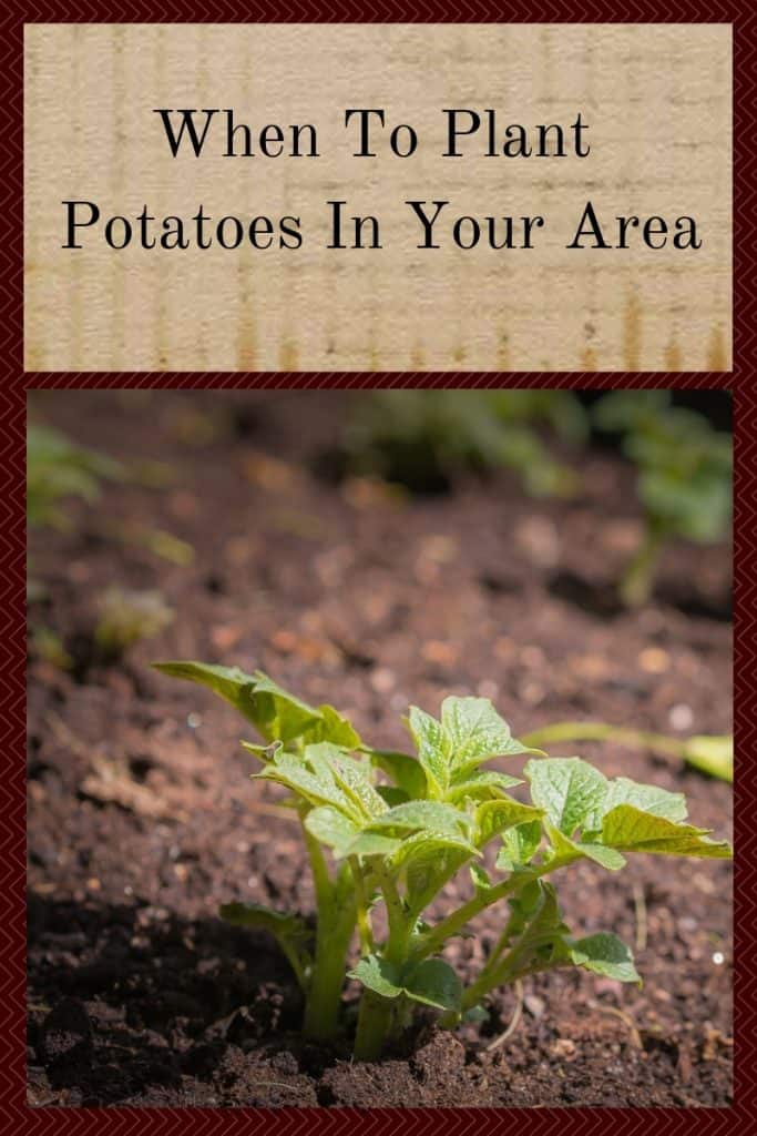 When To Plant Potatoes In Your Area