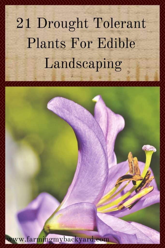 21 Drought Tolerant Plants For Edible Landscaping Farming My Backyard