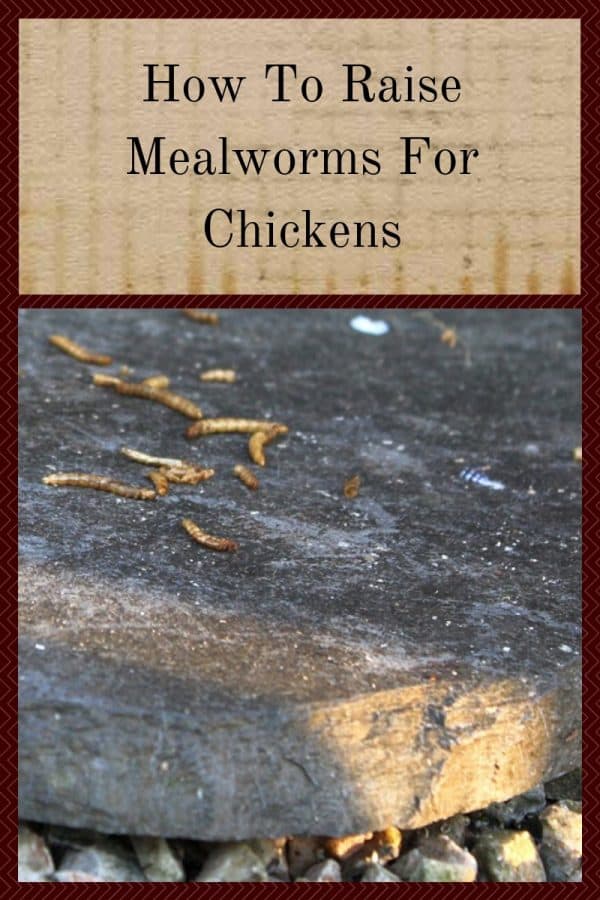 How To Raise Mealworms For Chickens