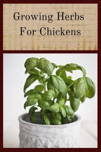 Growing Herbs For Chickens