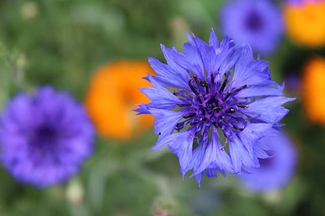 Use edible flowers in a small garden