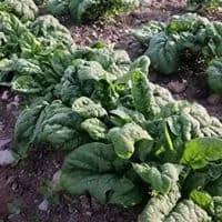 Emperor Organic Spinach Seeds - Great for fall planting! (100+ seeds)