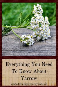 Everything You Need To Know About Yarrow