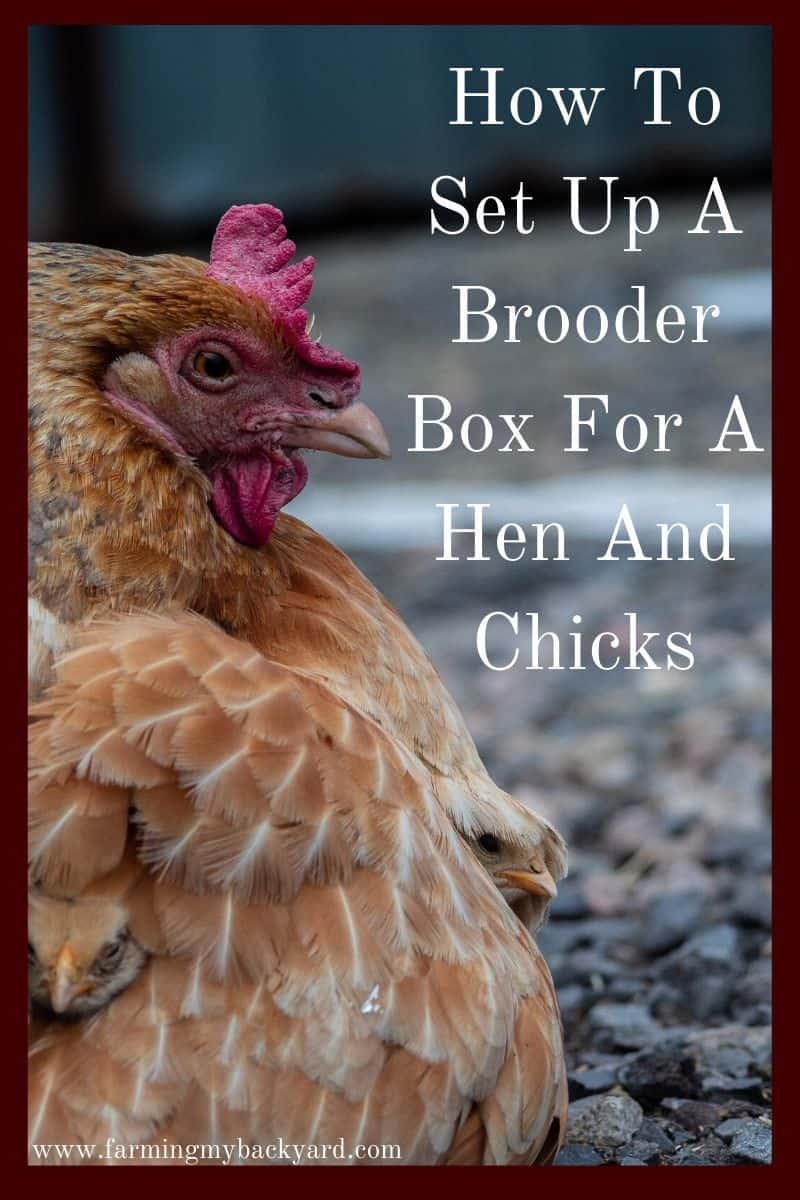 How To Set Up A Brooder Box For A Hen And Chicks Farming My Backyard
