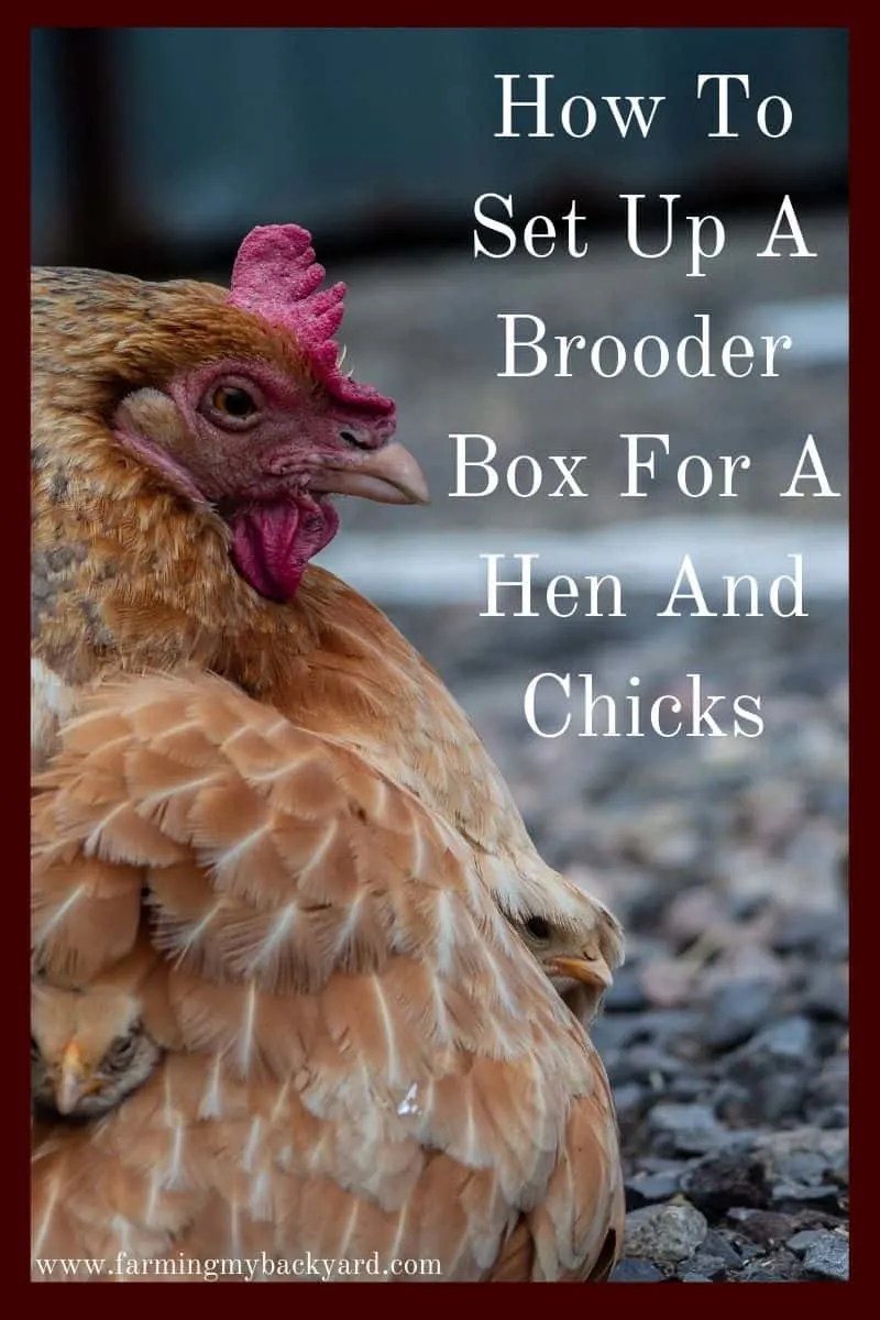 When you have a broody hen, raising chicks even easier! Here's how to set up a brooder box that will accommodate mom AND chicks!