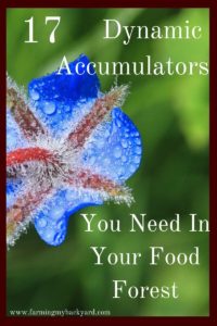 17 Dynamic Accumulators You Need In Your Food Forest