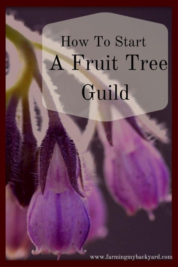 Instead of planting an orchard, start your food forest by planting a fruit tree guild!  A fruit tree guild is like companion plants for your fruit trees.  The different plants work together to feed each other, repel bad bugs and disease, and attract pollinators! 