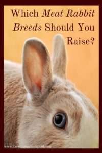 Raising your own meat rabbits is one way to increase the efficiency of very small homesteads Here are some of the best meat rabbit breeds you can raise.