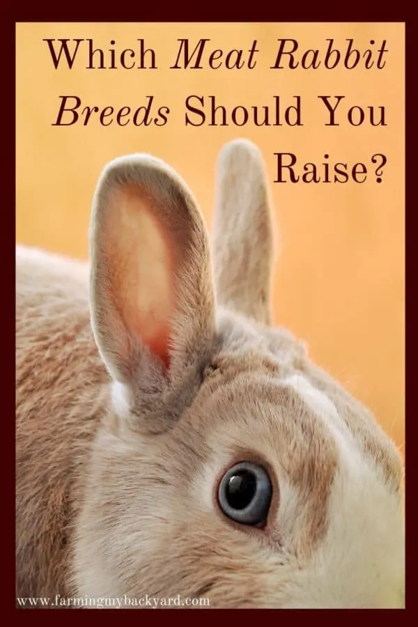 Which Meat Rabbit Breeds Should You Raise? - Farming My Backyard