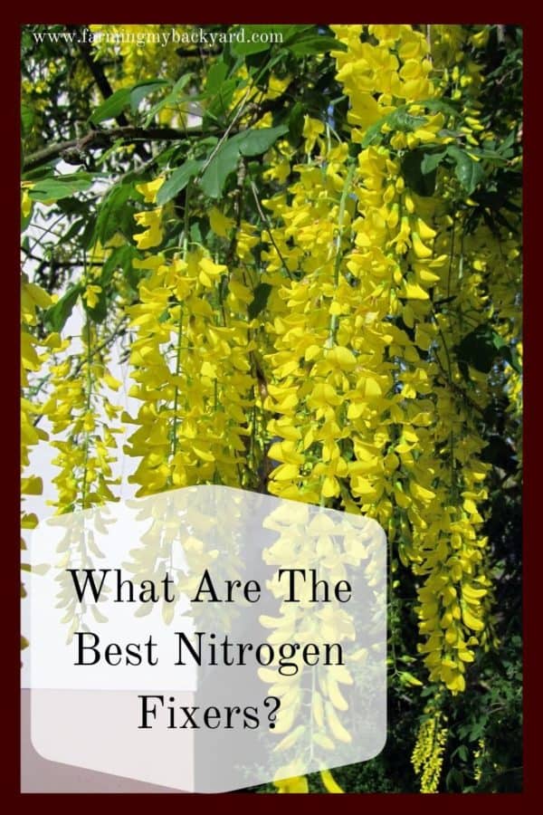 Nitrogen fixers are an important part of fruit tree guilds.  These self-fertilizing plants really help out your garden and ornamental plants. 