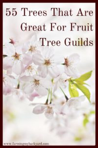 The central part of fruit tree guilds is the fruit tree! Here is a mega list of 55 trees that grow well in a forest garden.