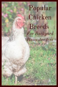 Raising chickens has many benefits, but if you are new to backyard flocks you may want to know what are the most popular chicken breeds!