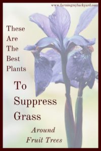 There are a couple ways to suppress grass in your fruit tree guild. Here are plants that will help you have the most productive orchard!