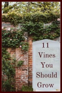 Adding vines to your forest garden can add beauty, attract beneficial insects and birds, and add another food crop with little space.