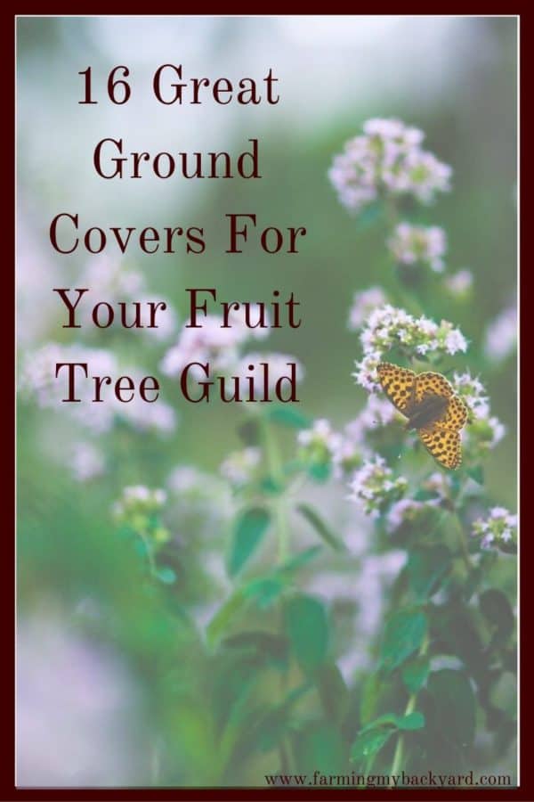 Adding ground covers to your fruit tree guild is a great idea.  Including a living mulch improves the soil, saves water, and adds another food crop. 