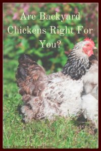 Chickens make great pets, but if you are new to backyard chickens make sure you have realistic expectations before you bring your birds home.