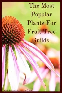 The best plants for food forests are those that have multiple uses, especially as a food crop. Here are some of the most popular plants for food forests.