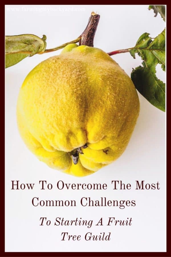 How To Overcome The Most Common Challenges To Starting A Fruit Tree Guild (2)