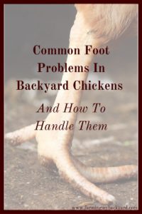 Foot problems can be common in chickens, but what do you do? Here are 7 common foot problems in backyard chickens and how to take care of them.