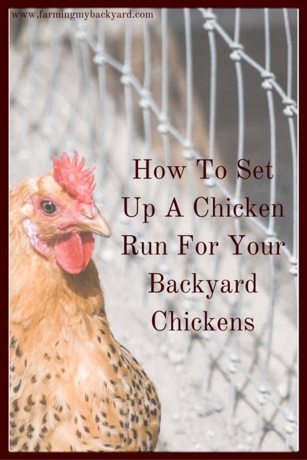 Most chicken owners will want to keep their flock contained and protected. Here's how to set up a chicken run for your backyard chickens!