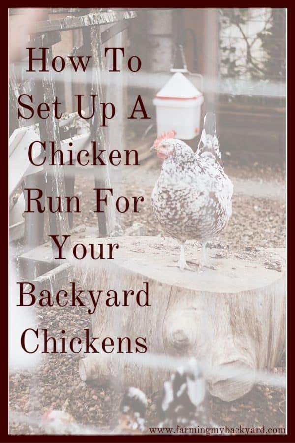 Most chicken owners will want to keep their flock contained and protected. Here's how to set up a chicken run for your backyard chickens!