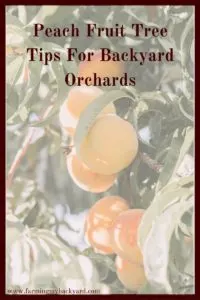 Peaches don't need a lot of care, but here are some basic peach fruit tree tips so that you can have healthy and productive trees.