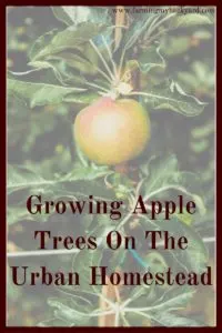 Apple trees are a delicious addition to your backyard orchard, but they can be a bit fussy to grow. Here are some tips on growing apple trees!