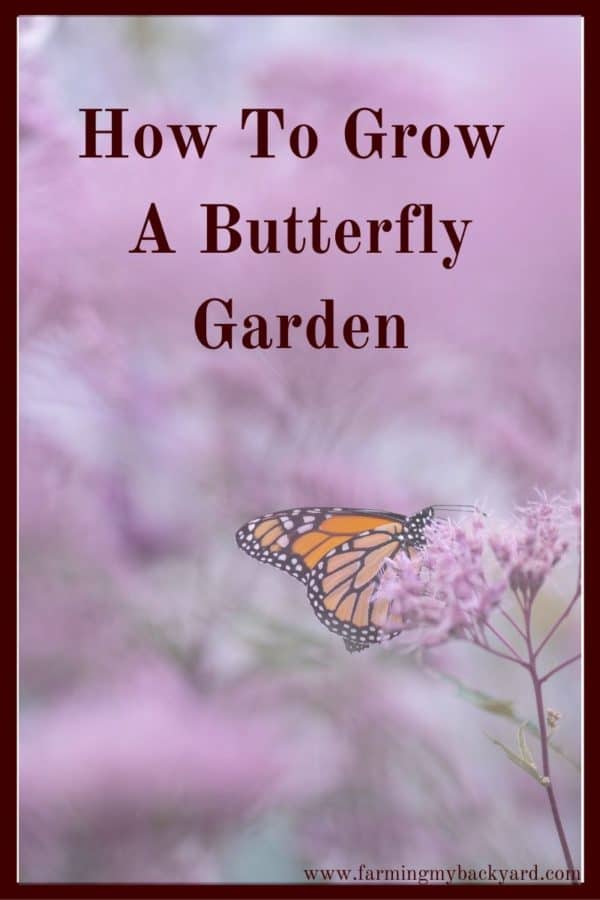One great thing to incorporate into your backyard or patio is a butterfly garden. You don't need a lot of space to attract these beautiful insects.