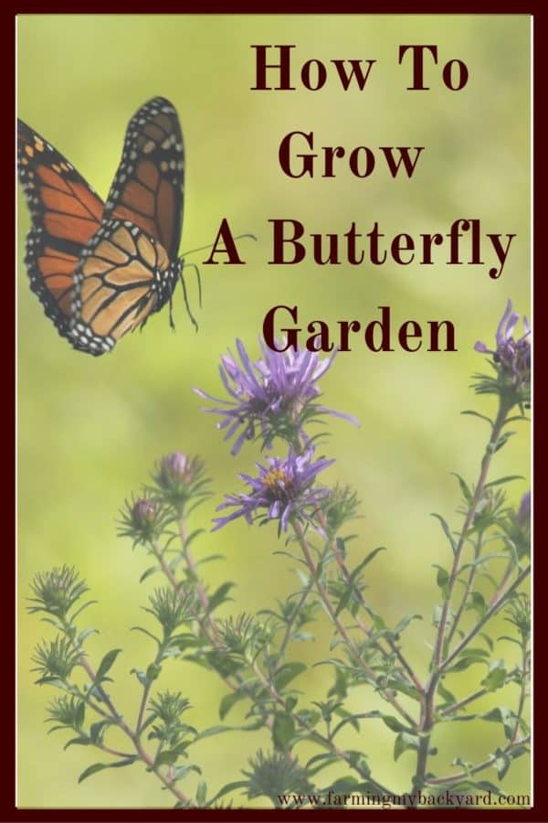 One great thing to incorporate into your backyard or patio is a butterfly garden. You don't need a lot of space to attract these beautiful insects.