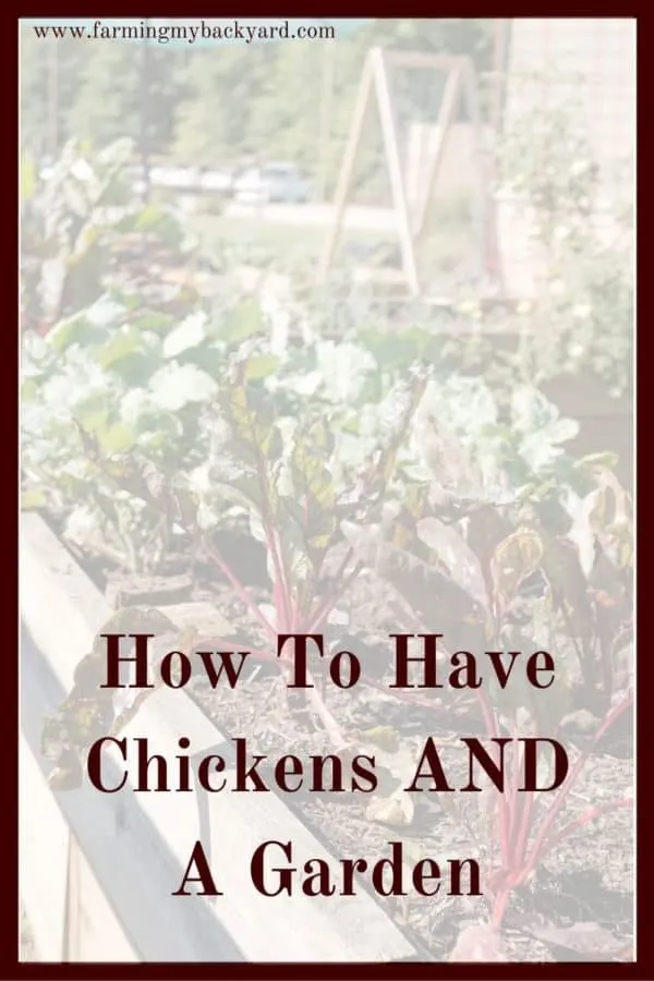 Having your chickens in the garden SOUNDS lovely. However, chickens can quickly destroy a garden. Here are some tips on how to have both!