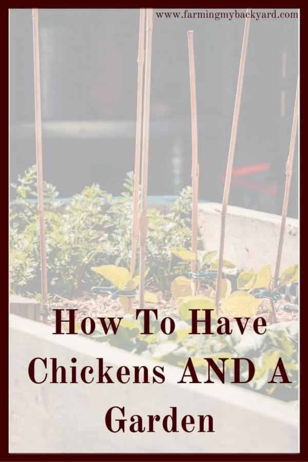 Having your chickens in the garden SOUNDS lovely. However, chickens can quickly destroy a garden. Here are some tips on how to have both!