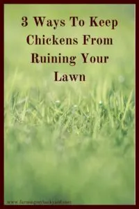While chickens can be hard on a lawn, they don't necessarily have to destroy it. Here are three ways to keep chickens from ruining your lawn.