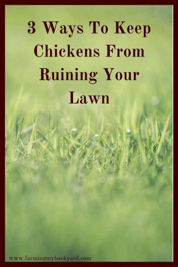 While chickens can be hard on a lawn, they don't necessarily have to destroy it.  Here are three ways to keep chickens from ruining your lawn. 