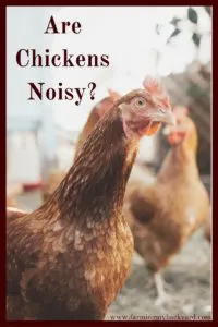If you are planning to keep chickens in your backyard, you may be wondering, are chickens noisy? Have no fear! You don’t need to be the noisy neighbor on the block!