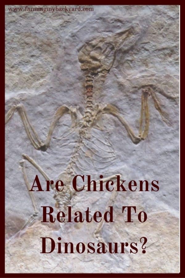 Are chickens related to dinasuars? Is your chicken really a tiny T-Rex? We know some dinoarus had feathers. How closely related are they? 