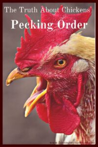 Chickens' pecking order is an integral part to chicken socialization. You may wish your chickens were kinder to each other, but it's normal!