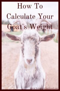 With careful measuring and a simple calculation you can easily estimate your goat's weight for administering medications and dewormers!