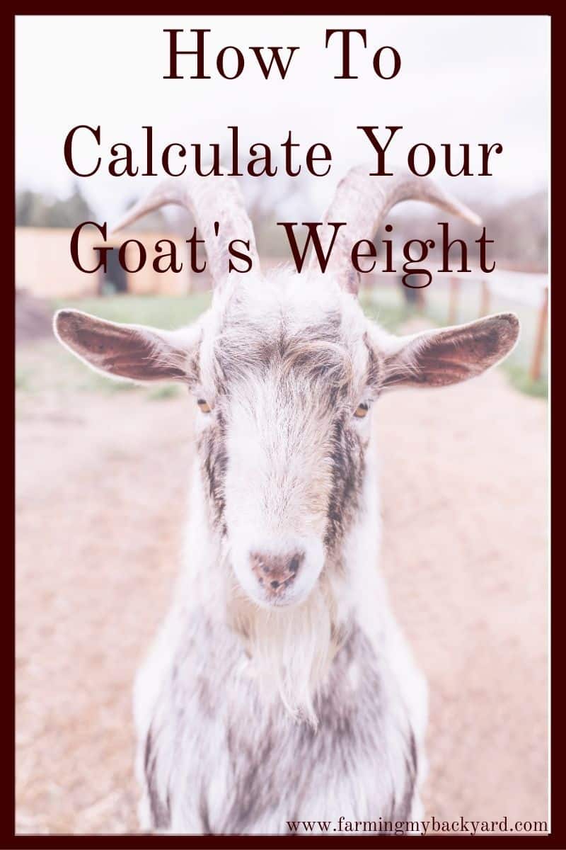How To Calculate Your Goat's Weight - Farming My Backyard