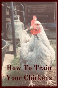 Did you know you that chickens can do tricks? With the right motivation and time and patience on your part, you can train chickens!