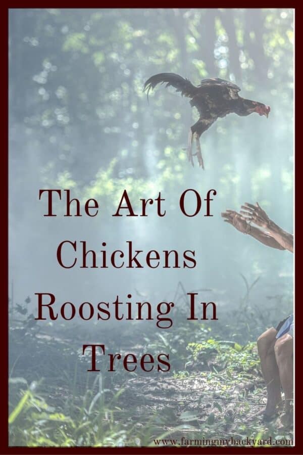 Everyone says chickens can't fly, but obviously these people have never had a chicken well versed in the art of roosting in trees.